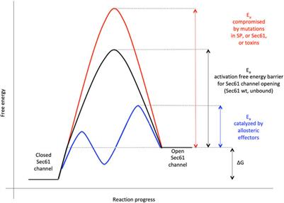 Signal Peptide Features Determining the Substrate Specificities of Targeting and Translocation Components in Human ER Protein Import